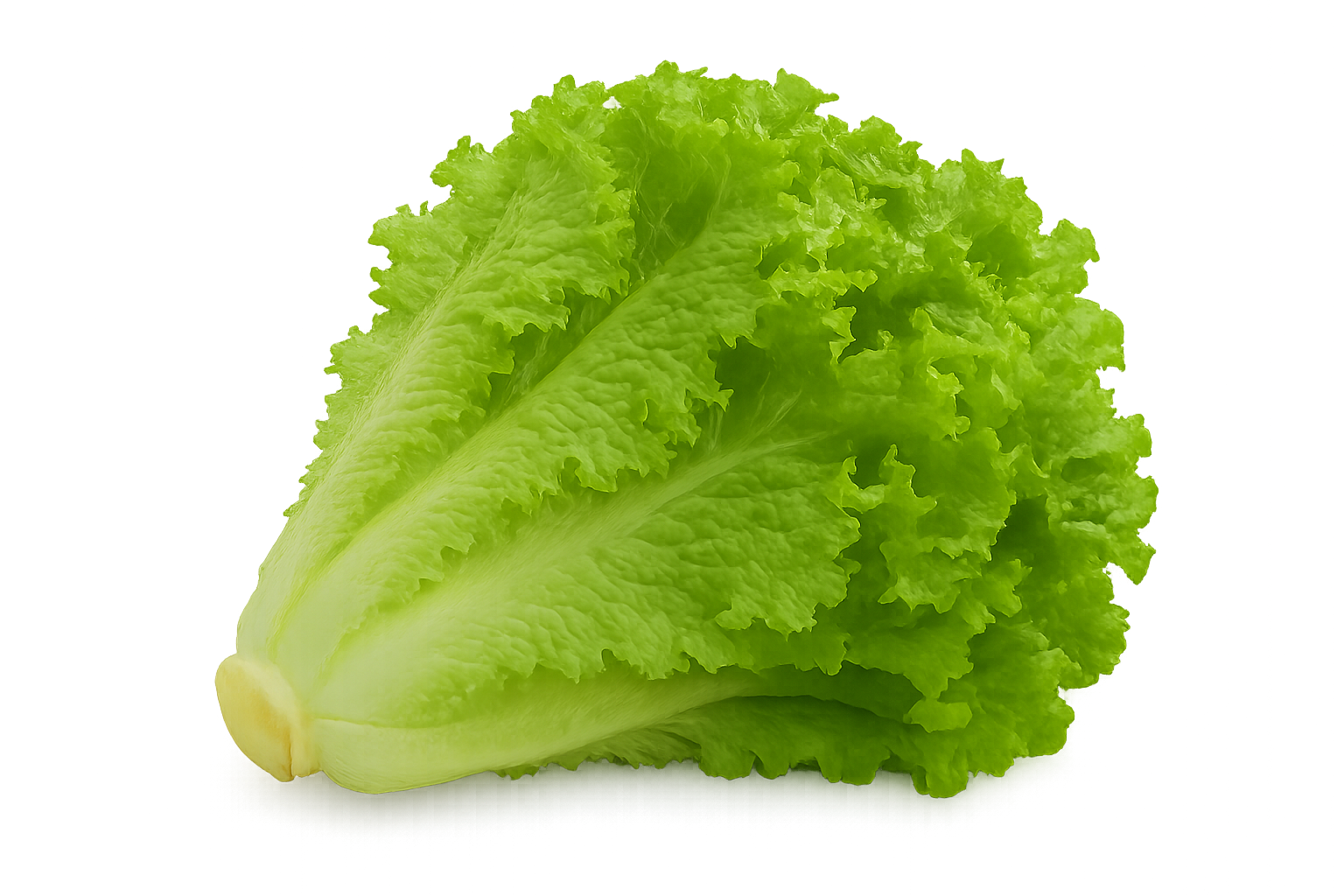 Lettuce Bundle