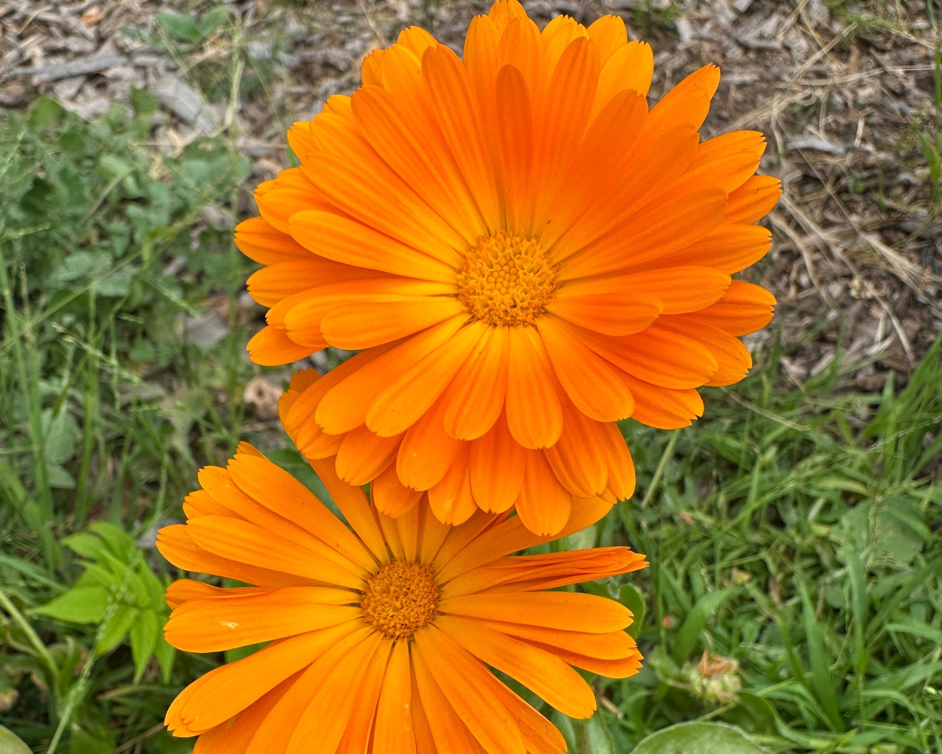 Flower Bundle