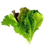 Lettuce Bundle