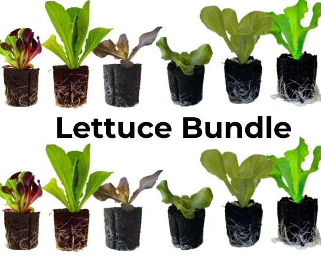Lettuce Bundle