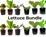 Lettuce Bundle