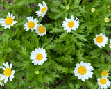 Flower Bundle