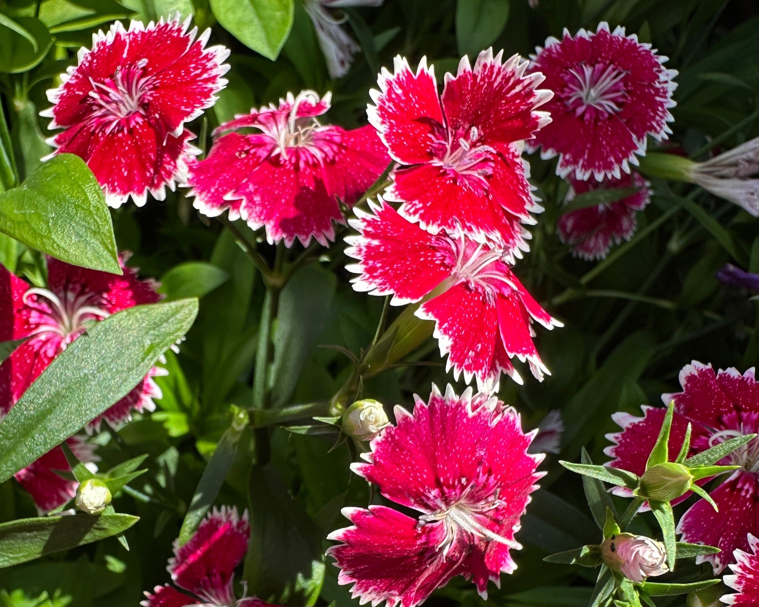 Flower Bundle