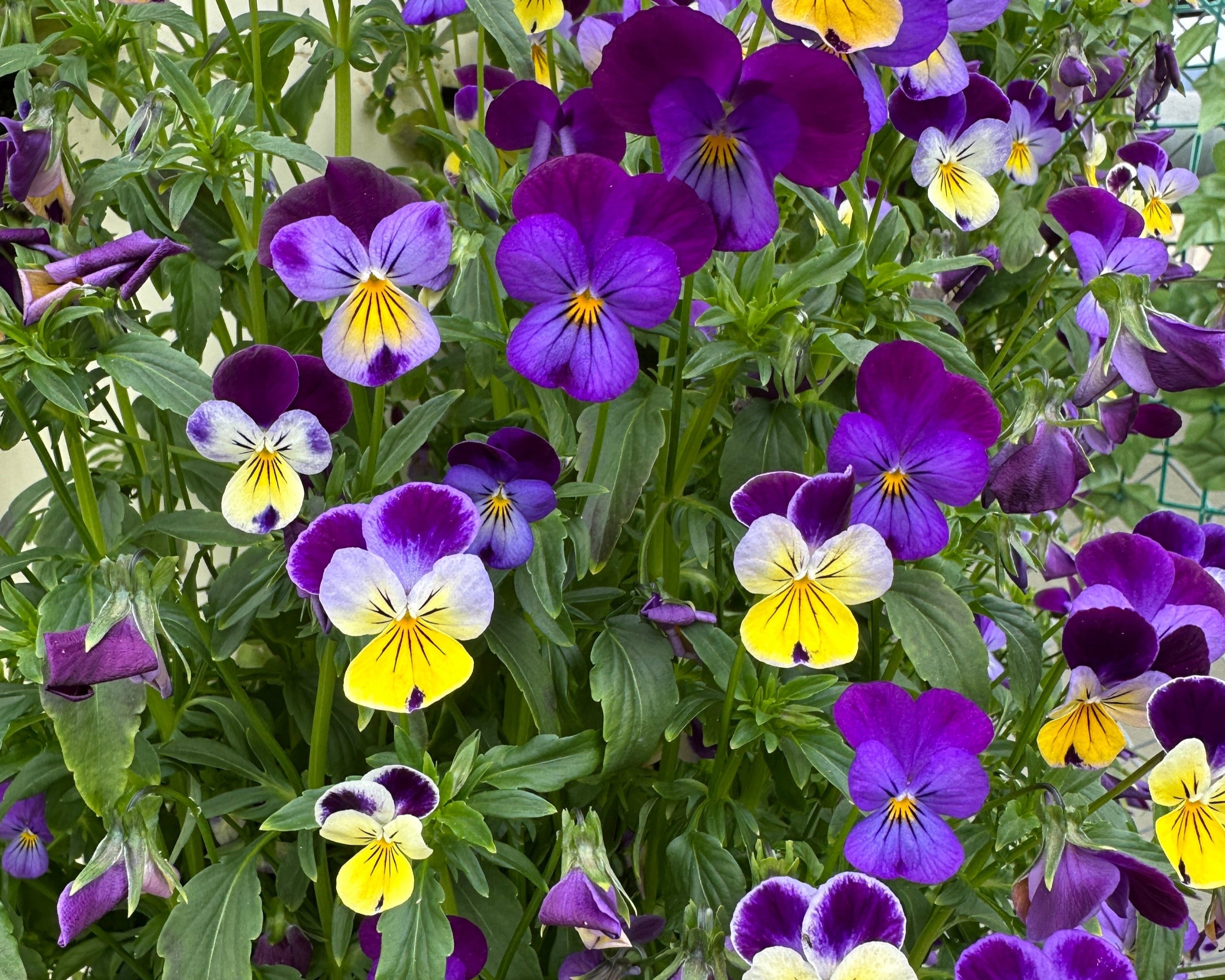 Flower Bundle