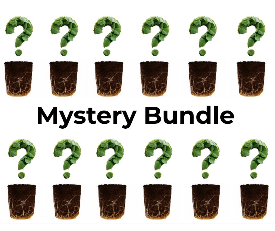 Mystery Bundle