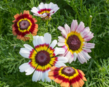 Flower Bundle