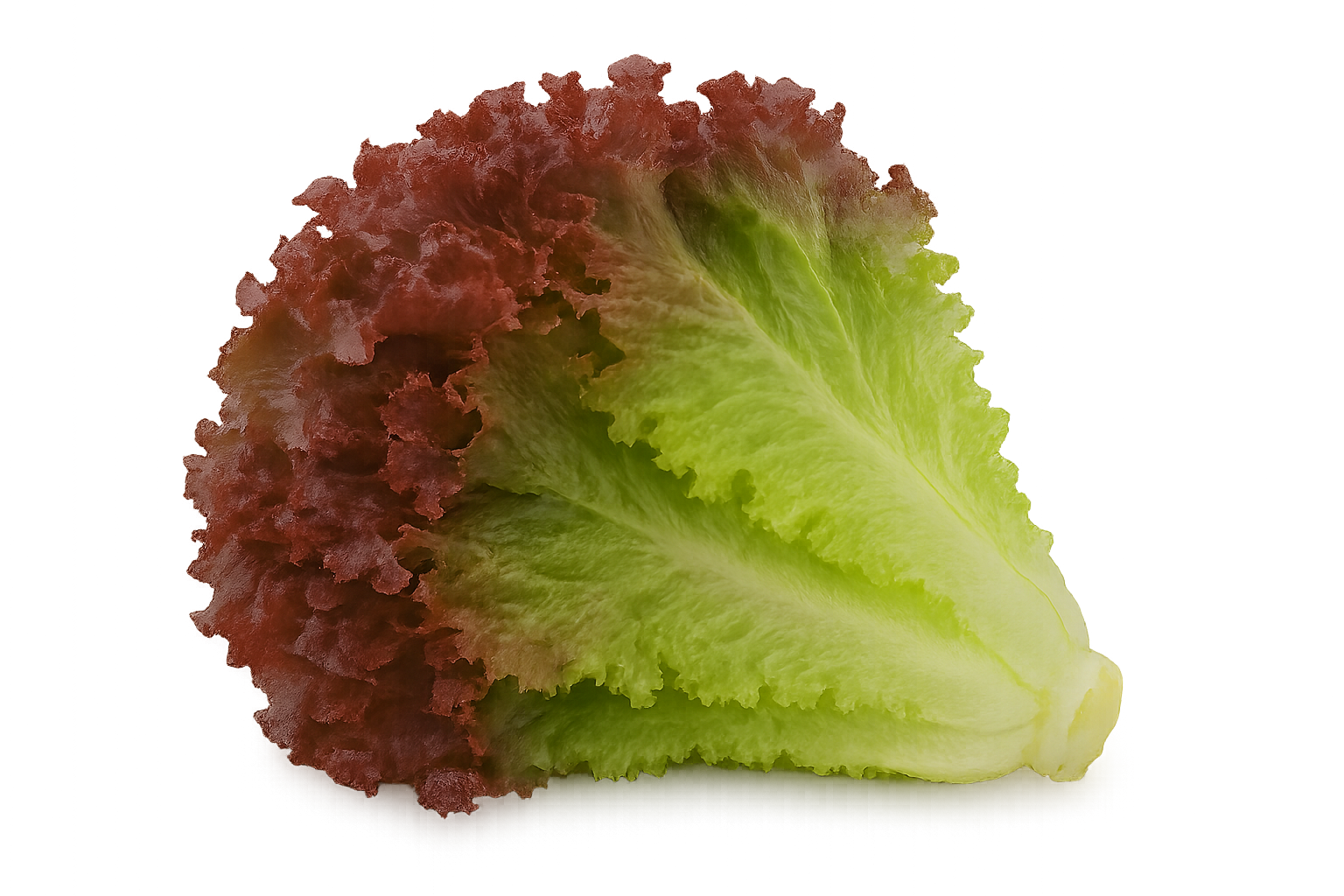 Lettuce Bundle