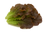 Lettuce Bundle