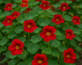 Flower Bundle