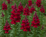 Flower Bundle